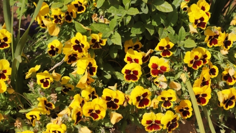 יריד איכרים (46).JPG