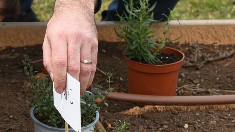 גינה קהילתית ברחוב חיים הרצוג (2).JPG