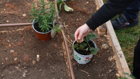גינה קהילתית ברחוב חיים הרצוג (10).JPG