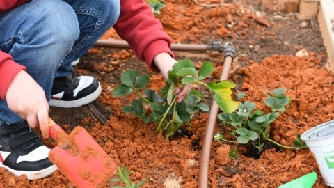 גינה קהילתית ברחוב חיים הרצוג (26).JPG