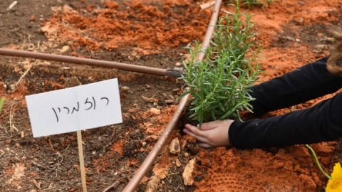 גינה קהילתית ברחוב חיים הרצוג (23).JPG